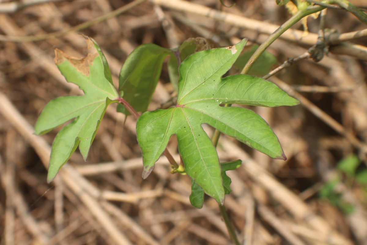 Ipomoea mauritiana Jacq.